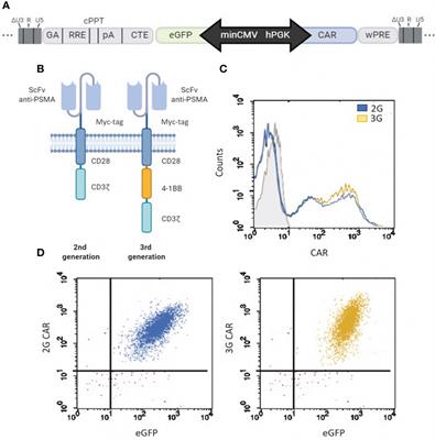 PSMA-Specific CAR-Engineered T Cells for Prostate Cancer: CD28 Outperforms Combined CD28-4-1BB “Super-Stimulation”